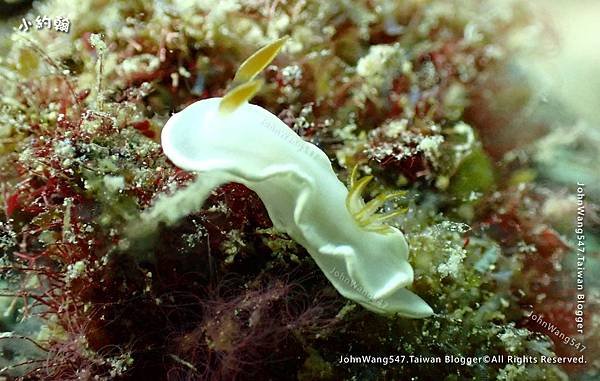 Sipadan Sabah diving ocean creature2.jpg