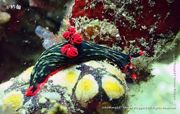 Sipadan Sabah diving ocean creature5.jpg