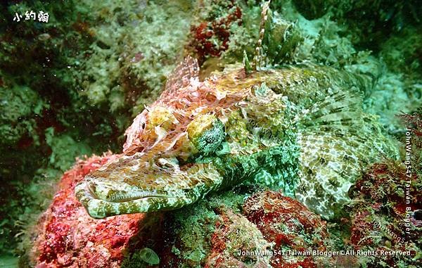 Sipadan Sabah diving ocean creature6.jpg