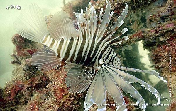 Sipadan Sabah diving ocean creature8.jpg