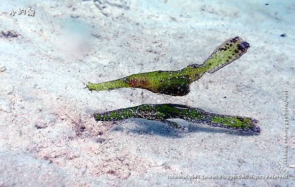 Sipadan Sabah diving ocean creature9.jpg