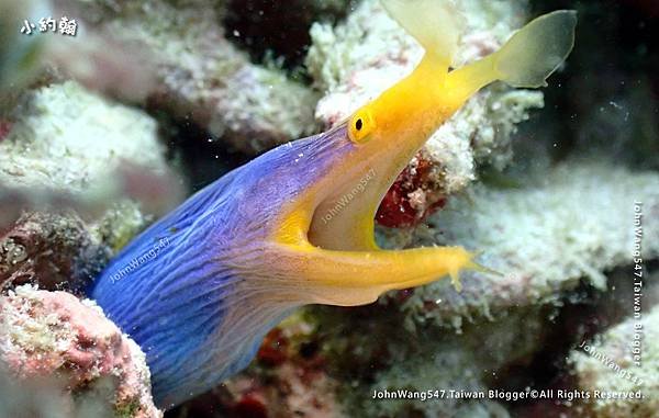 Sipadan Sabah diving ocean creature11.jpg