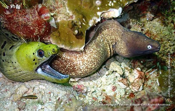 Sipadan Sabah diving ocean creature16.jpg