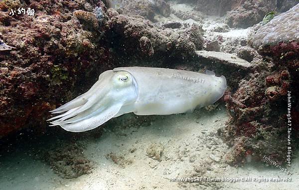 Sipadan Sabah diving ocean creature15.jpg