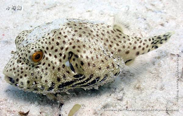 Sipadan Sabah diving ocean creature12.jpg