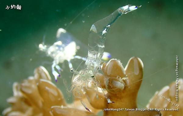 Sipadan Sabah diving ocean creature17.jpg