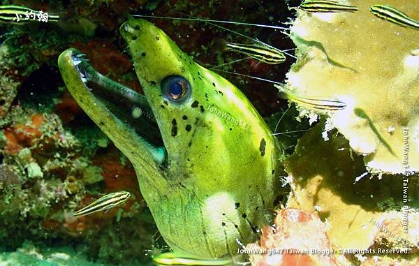 Sipadan Sabah diving ocean creature18.jpg