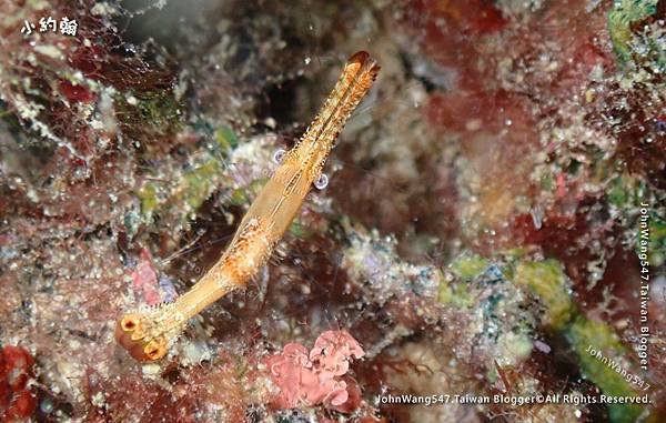 Sipadan Sabah diving ocean creature22.jpg