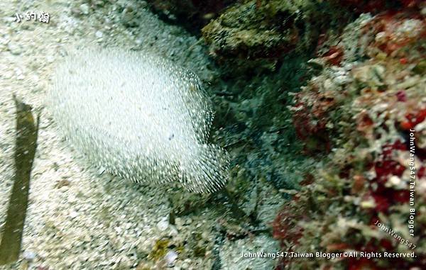 Sipadan Sabah diving ocean creature21.jpg