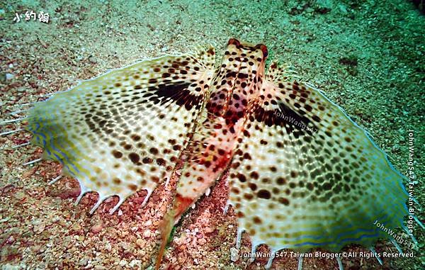 Sipadan Sabah diving ocean creature19.jpg