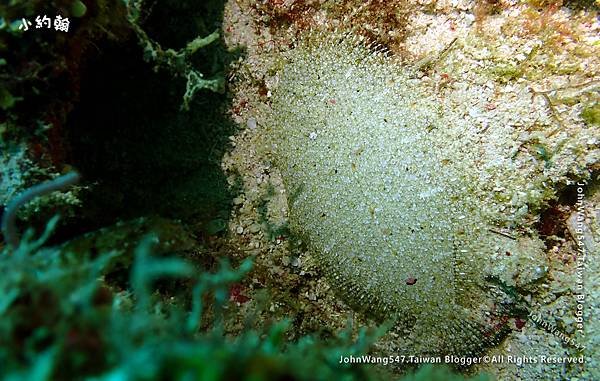 Sipadan Sabah diving ocean creature20.jpg