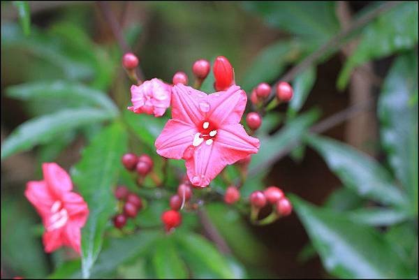 公園隨拍花草8