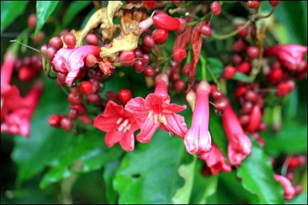 公園隨拍花草9