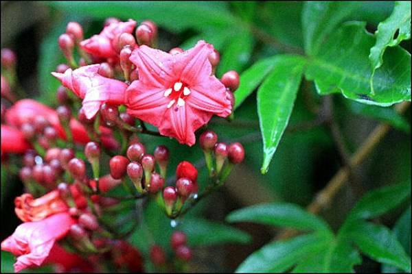 公園隨拍花草10