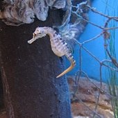 海馬