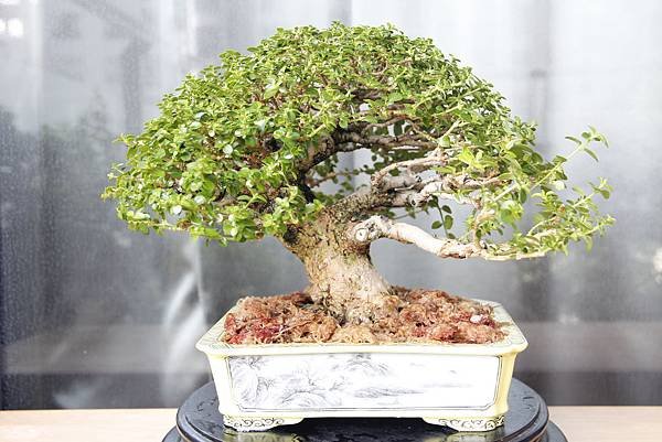 10209中秋換盆