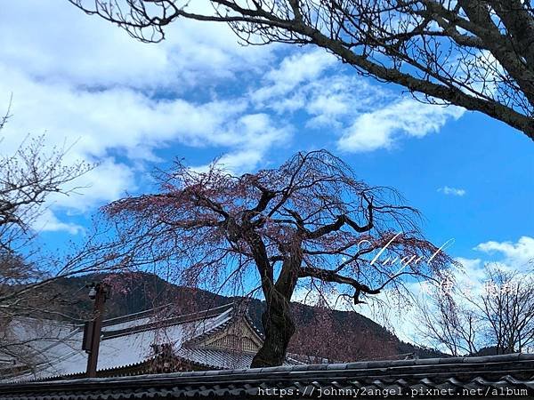 日本自助行~東京 大阪 京都 神戶 奈良 名古屋 倉敷 岡山