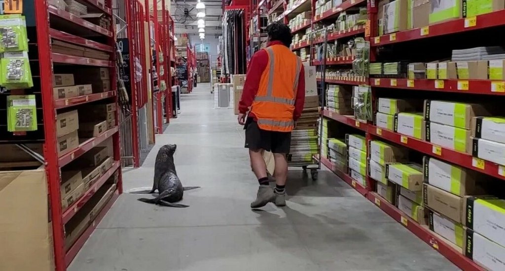 credit-Bunnings-released-1068x575.jpg