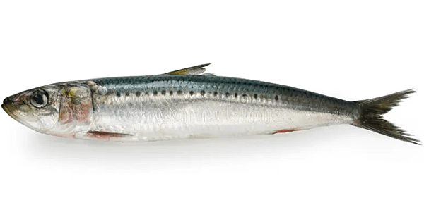 日本沙丁魚_1.PNG