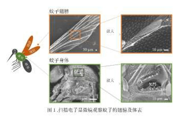 【花王水性罔仔水】花王開發不使用殺蟲成分滅蚊新技術 ( 俗稱