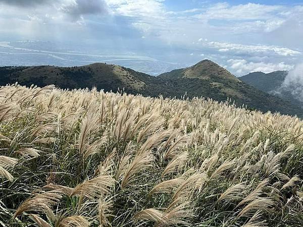 2023陽明山芒草