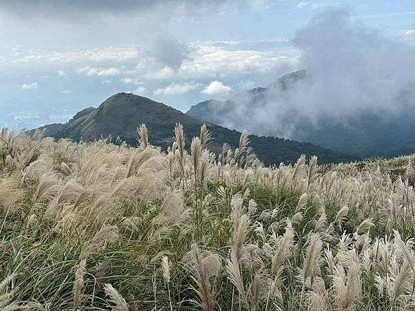 2023陽明山芒草