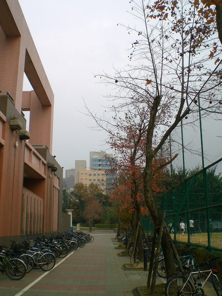 台大,體育館旁