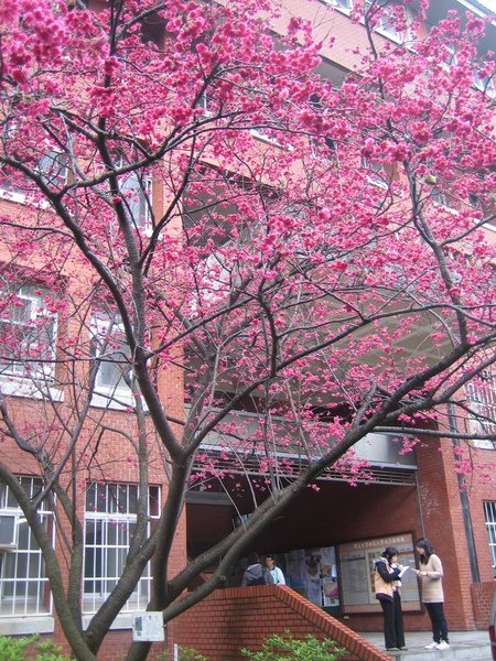 2011 sakura a ntnu.