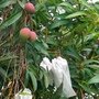 還有芒果~