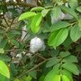 還有芭樂~