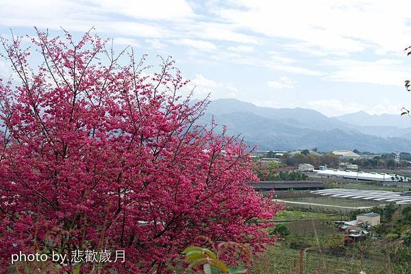 櫻木花道花片片新社公所櫻花紅-11.jpg