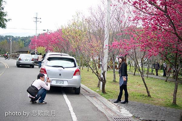 櫻木花道花片片新社公所櫻花紅-22.jpg