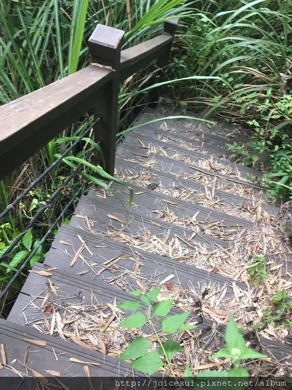 沒經費也沒人來除草