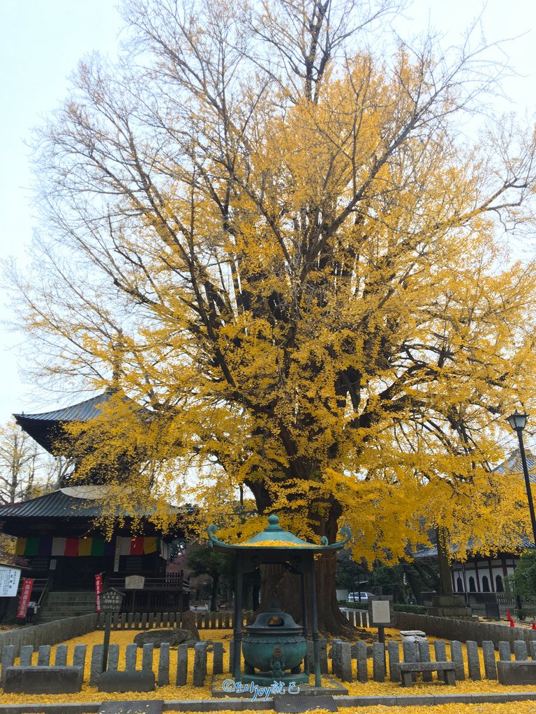 IMG_6855.jpg