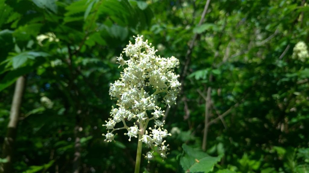 自然鳥公園 0428-06