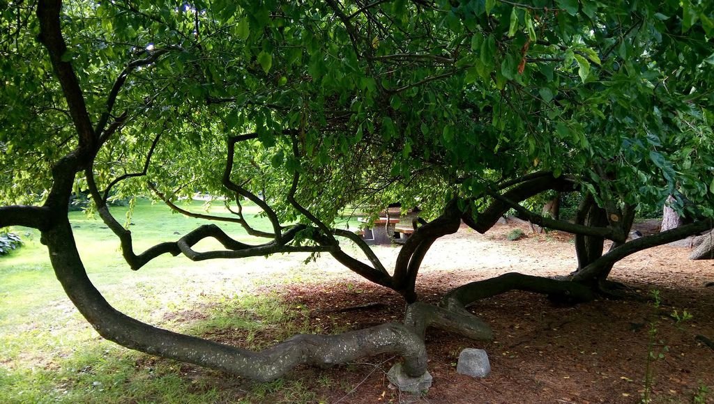 列治文 夏日鬱鬱蔥蔥的公園 0824-02 Paulik Park.jpg