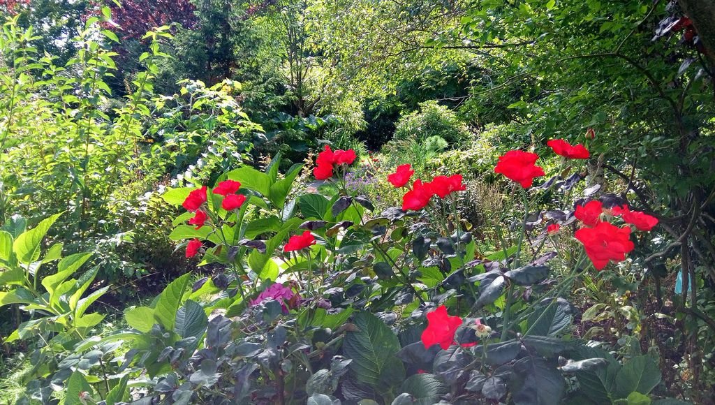 列治文 夏日鬱鬱蔥蔥的公園 0824-03 Paulik Park.jpg