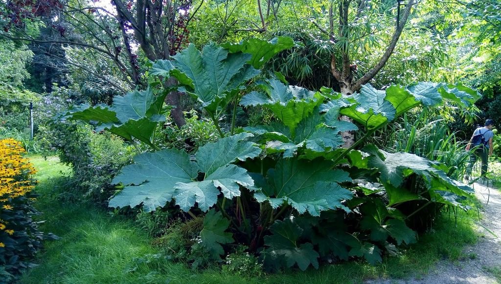 列治文 夏日鬱鬱蔥蔥的公園 0824-04 Paulik Park.jpg