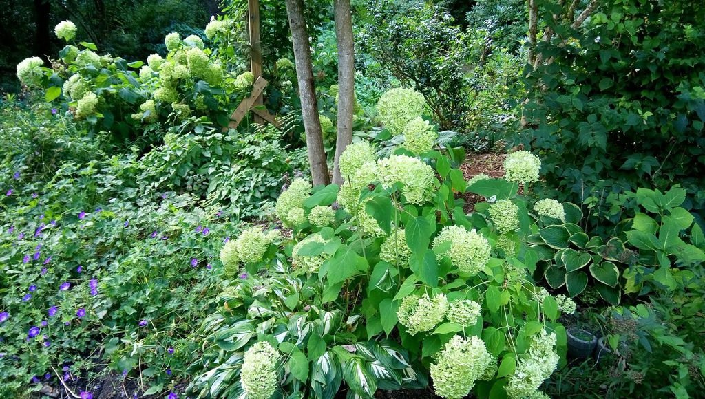 列治文 夏日鬱鬱蔥蔥的公園 0824-07 Paulik Park.jpg