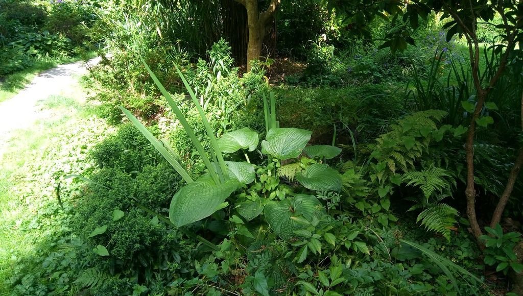 列治文 夏日鬱鬱蔥蔥的公園 0824-14 Paulik Park.jpg