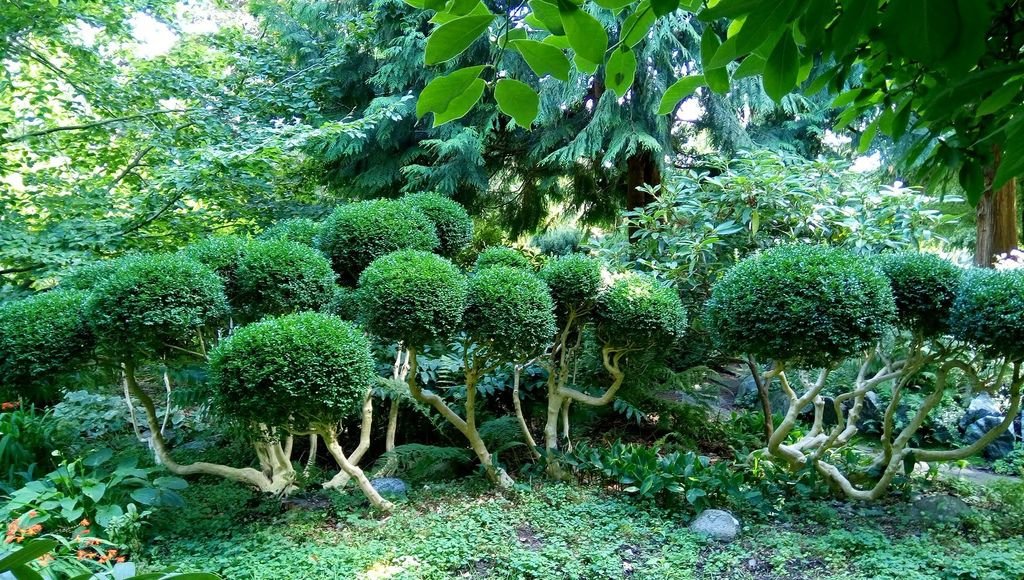 列治文 夏日鬱鬱蔥蔥的公園 0824-16 Paulik Park.jpg