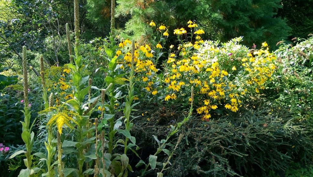 列治文 夏日鬱鬱蔥蔥的公園 0824-31 Paulik Park.jpg