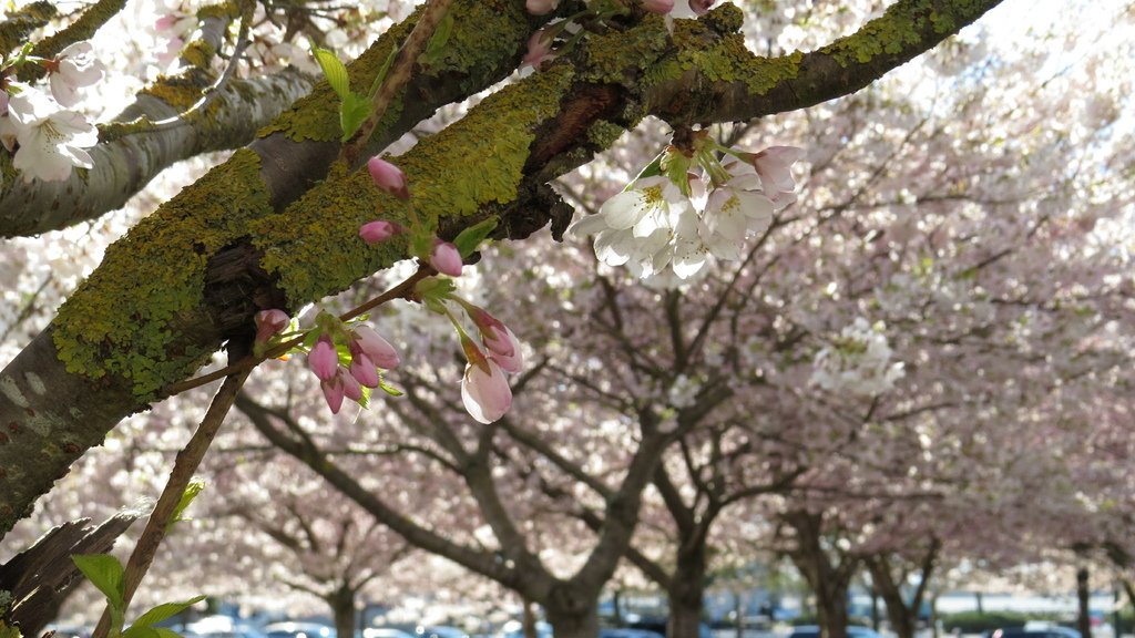 溫哥華四月櫻花季 %26; 種蕃茄 20210412_085201_Akebono Cherry Blossom Trees at Garry Point Park.JPG