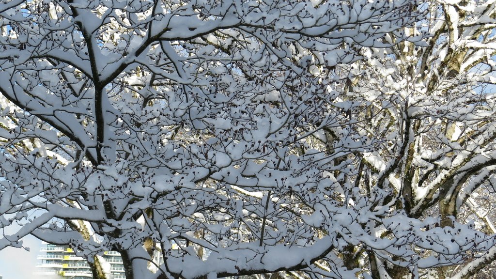 溫哥華的歲末大落雪 20211230_111700_Minoru Park.JPG