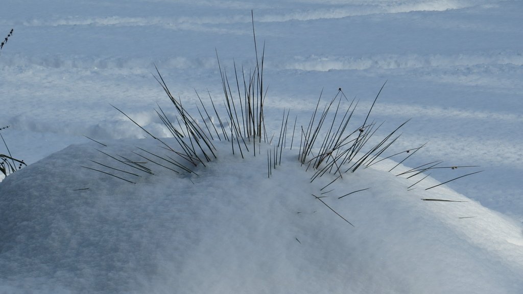 溫哥華的歲末大落雪 20211230_112000_Minoru Park.JPG