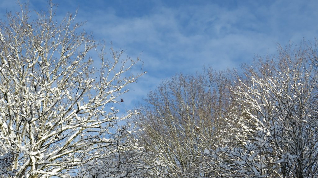 溫哥華的歲末大落雪 20211230_111800_Minoru Park.JPG