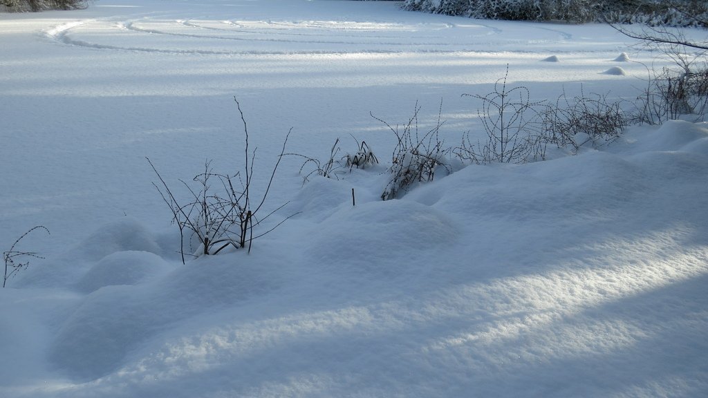 溫哥華的歲末大落雪 20211230_112100_Minoru Park.JPG