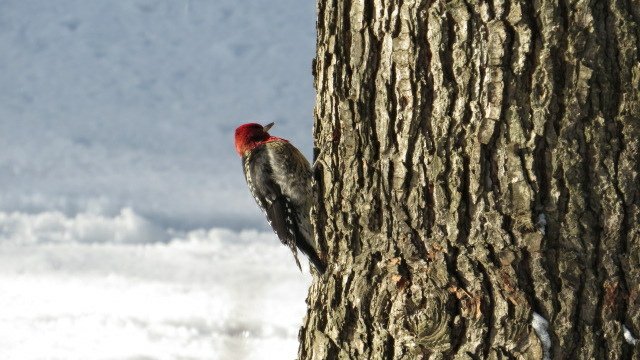 溫哥華的歲末大落雪 20211230_114000_Minoru Park.JPG