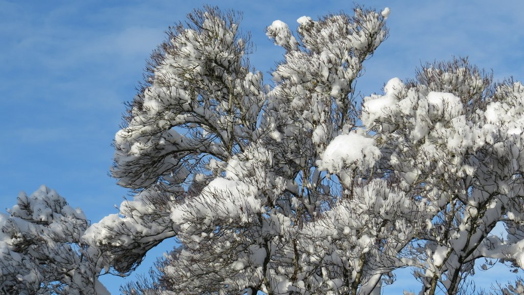 溫哥華的歲末大落雪 20211230_112600_Minoru Park.JPG