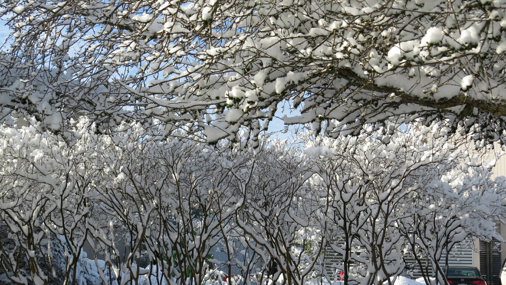 溫哥華的歲末大落雪 20211230_112500_Minoru Park.JPG